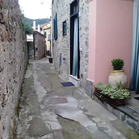 Ulivo Verde *