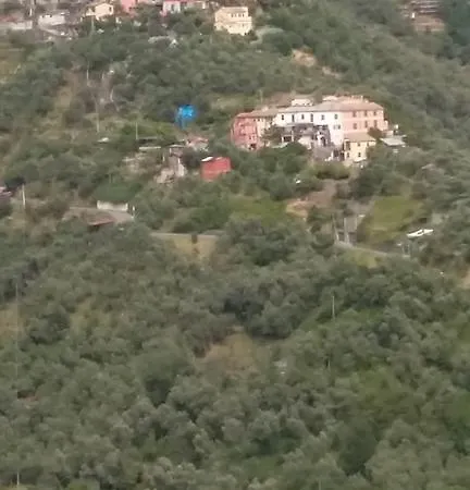 Ulivo Verde * Montale (Liguria)